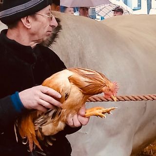 Cappone di San Damiano Cappone di San Damiano