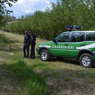 Antiparassitari in agricoltura: i controlli dei Carabinieri Forestale per proteggere le api