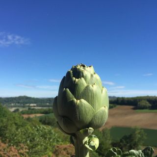 Il carciofo del sorì tra i Presidi Slow Food, approda sui mercati [VIDEO]