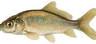 Lunedì verranno immesse in Tanaro 11 quintali di carpe adulte