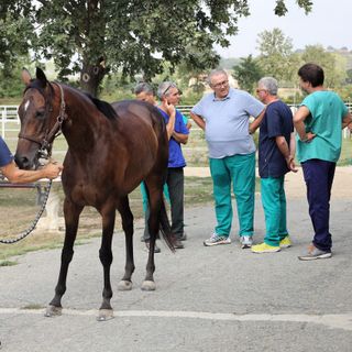 Palio di Asti: gli esiti delle prime visite veterinarie [AGGIORNATO] - VIDEO