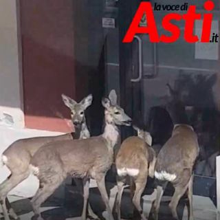 Cerbiatti in corso Alessandria