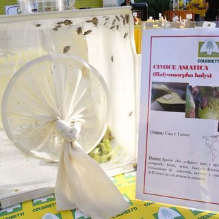 I danni della cimice asiatica mostrati nella manifestazione Coldiretti per chiedere l’arrivo della vespa samurai