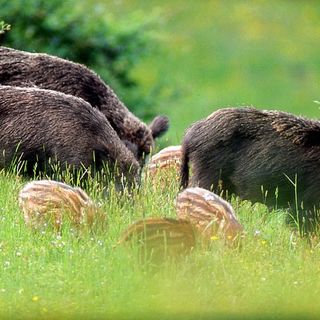 Confagricoltura sulla peste suina: &quot;Prioritario contenere l’area infetta&quot;