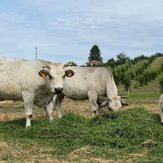 Coldiretti chiede alla Regione tavolo di confronto  per la grave situazione del comparto bovino da carne