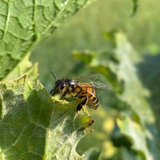 Da Coldiretti sos api: Nel 2021 addio a un vaso di miele su quattro