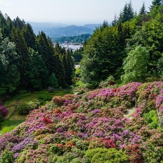 L'Oasi Zegna riparte dalle splendide fioriture spontanee e della Conca dei Rododendri
