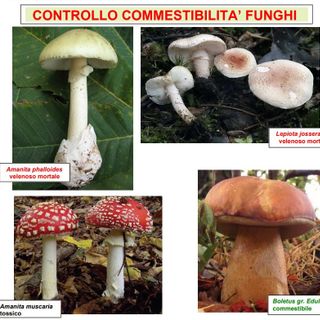 I consigli degli esperti per evitare brutte sorprese mangiando i funghi 'sbagliati'