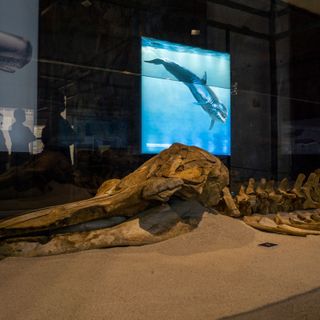 Proroga al 31 ottobre per la mostra “Balene Preistoriche”