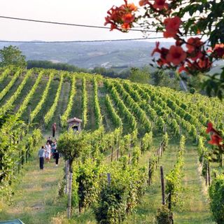 Continua lo “Storymoving Festival: Le Cascine e i Castelli”. Appuntamento domemica a Calamandrana
