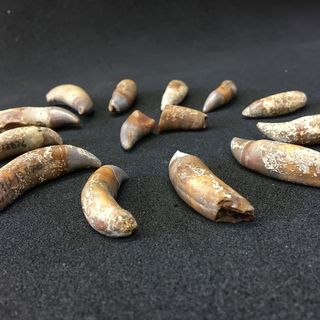 Denti del delfinide ritrovato a Baldichieri d'Asti