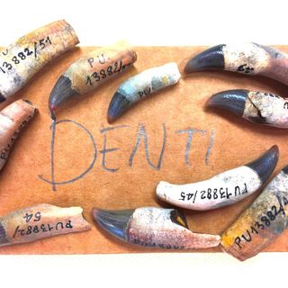 Denti di delfino in una delle immagini di &quot;Fossili e Territori&quot;