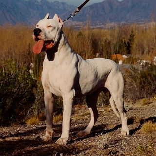 Un esemplare di dogo argentino (Di Zeballos - Opera propria, CC BY 3.0, https://commons.wikimedia.org/w/index.php?curid=7579990)