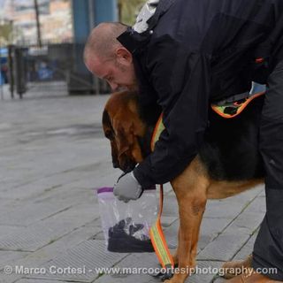 Nuovo workshop piemontese con cani molecolari e istruttori internazionali