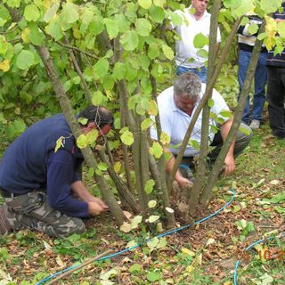 La Fiera 'Città della nocciola' torna a Castellero da giovedì 7 a domenica 10 ottobre
