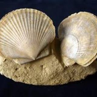 Da oggi riprendono anche gli appuntamenti alla scoperta dei fossili