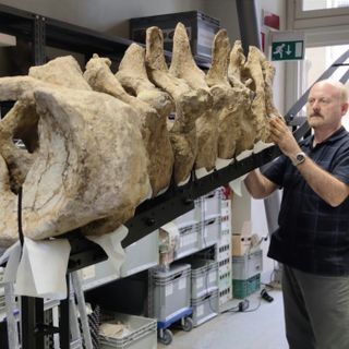 Il Museo Paleontologico Astigiano si appresta a ospitare una nuova, imperdibile mostra