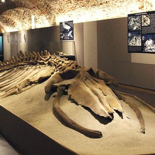 Uno dei fossili visionabili presso il museo