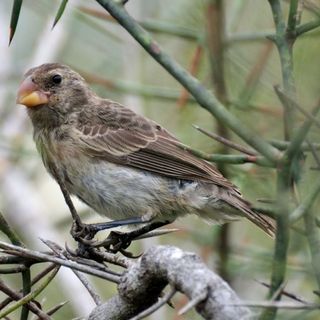 Il fringuello di Charles Darwin