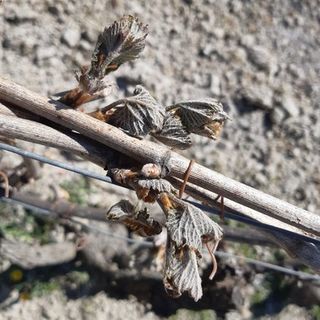 Tornano a farsi sentire le gelate notturne nell'Astigiano. Toccati i -2.2 gradi a Castell'Alfero