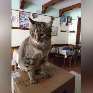 Stella