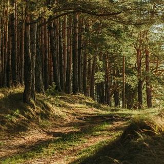 Soltanto il 15% dei boschi in Piemonte viene curato nella maniera migliore, secondo gli esperti (Foto di Irina Iriser su Unsplash)