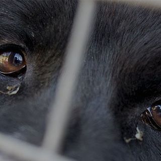Cane con occhi tristi