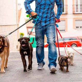Immagine generica dog sitter