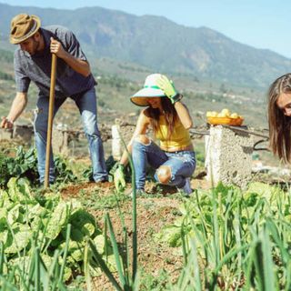 Giovani agricoltori al lavoro