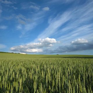 Al via la trebbiatura del grano. Coldiretti Asti: prevista una riduzione dei raccolti del 10%