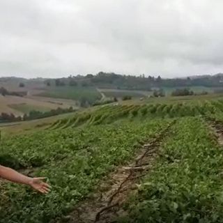 Un vigneto distrutto dalla furia di grandi e vento a Grazzano Badoglio