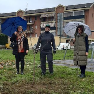 Alcune immagini della piantumazione dei due alberi Alcune immagini della piantumazione dei due alberi