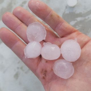 Maltempo, Confagricoltura: &quot;Gravissimi danni su mais, grano e orzo”