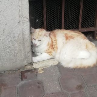 Il gatto smarrito