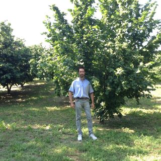 Federico Calizzano all'interno del noccioleto della sua azienda agricola