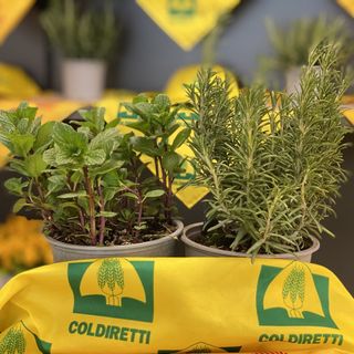 Arriva la primavera ed è tempo di orto.  Sabato al Mercato Contadino di Campagna Amica Asti