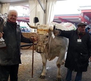 Il re della 109^ Fiera del Bue Grasso di Carrù è Trono: pesa 1360 chili e proviene da Marene (FOTO e VIDEO)