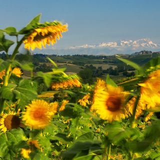La valenza agricola dell'Astigiano in una sontuosa foto del grande Enzo Isaia