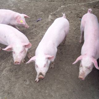“Classyfarm e abbattimento capi”: corso di formazione organizzato da Confagricoltura Asti