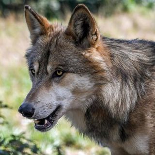 Lupo in Piemonte: la Regione chiede al Ministero incontro urgente per definire azioni da adottare