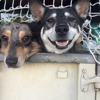 Viaggio in solitaria verso il Polo Nord con i suoi cani Musa e Libero. Nuova avventura per il 'maestro errante' Giampiero Monaca [FOTO E VIDEO]