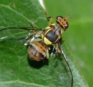 La mosca orientale della frutta