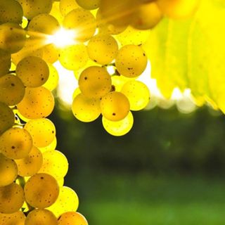 Fissate le rese del Moscato d'Asti D.o.c.g., la Regione Piemonte accoglie la proposta del Consorzio dell'Asti