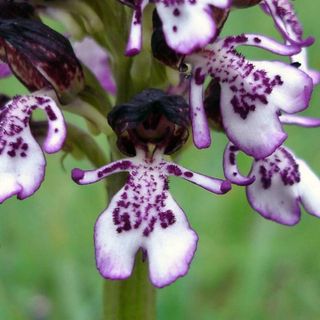 Orchidea maggiore
