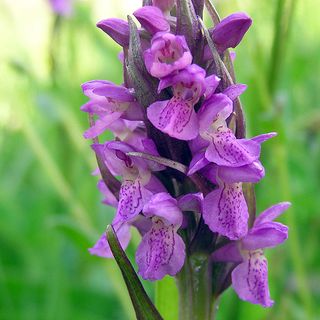Orchis incarnata da ammirare a breve nell'Astigiano