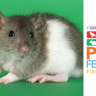 Petsfestival 2019, animali da compagnia: non solo cani e gatti