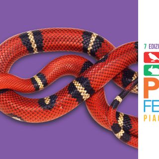 Vieni a conoscere rettili e anfibi a Petsfestival 2019