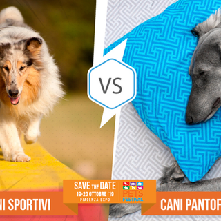 Partecipa al contest “Cani sportivi vs cani pantofolai” con Petsfestival