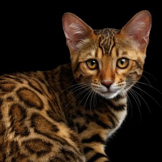 Piacenza: a Petsfestival c’è un’intera area che fa le “fusa”