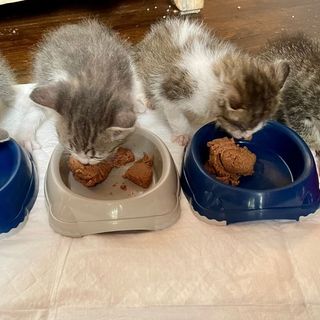 Alcuni gattini seguiti da Protezione Micio